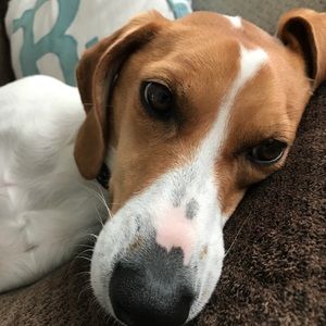 Meet your Posher, Melia